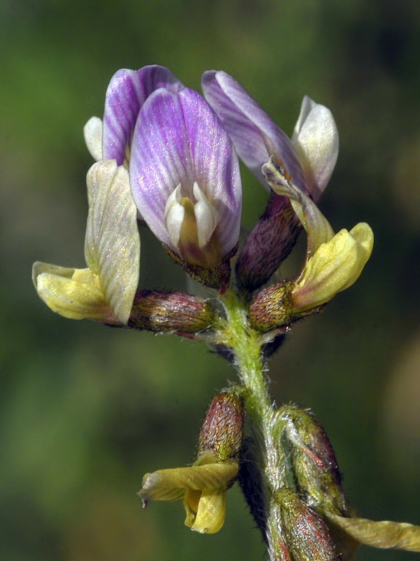 Astragalus edulis.08