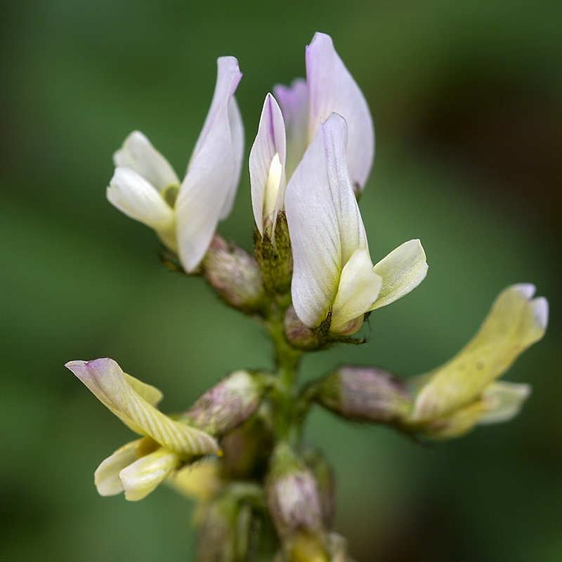 Astragalus edulis.09