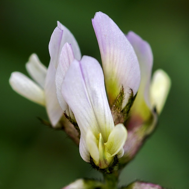 Astragalus edulis.10