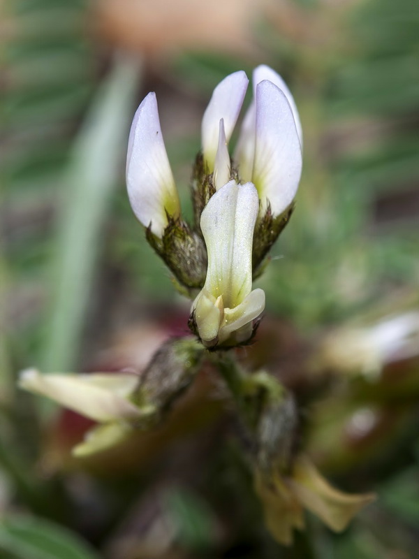Astragalus edulis.11
