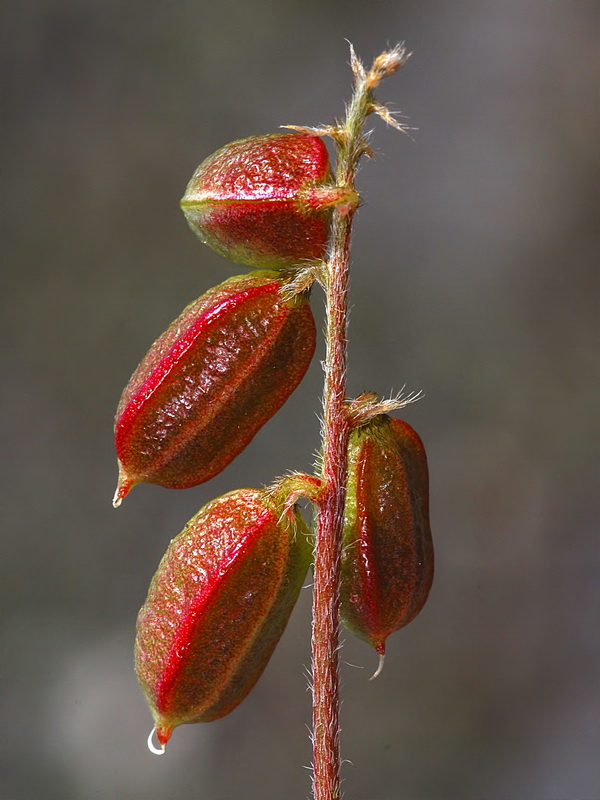 Astragalus edulis.12