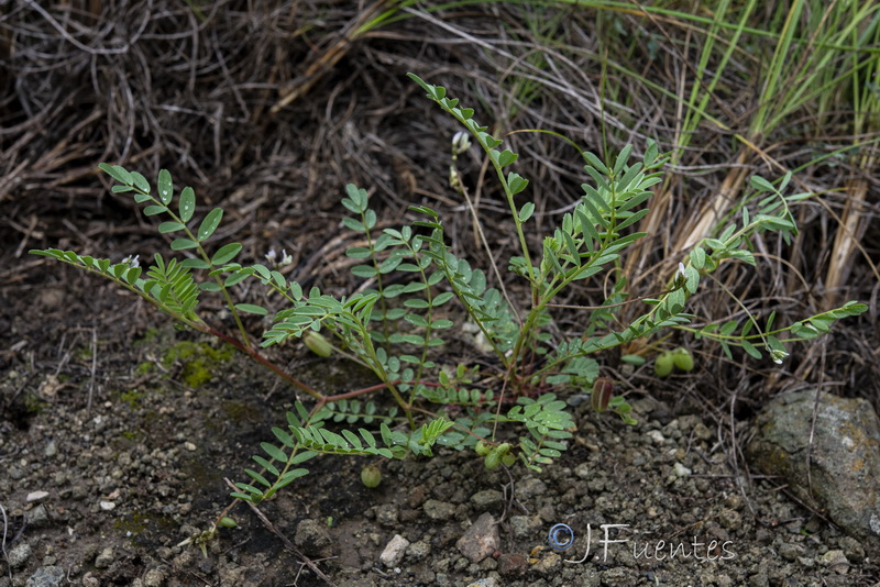 Astragalus edulis18