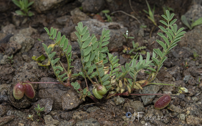 Astragalus edulis19