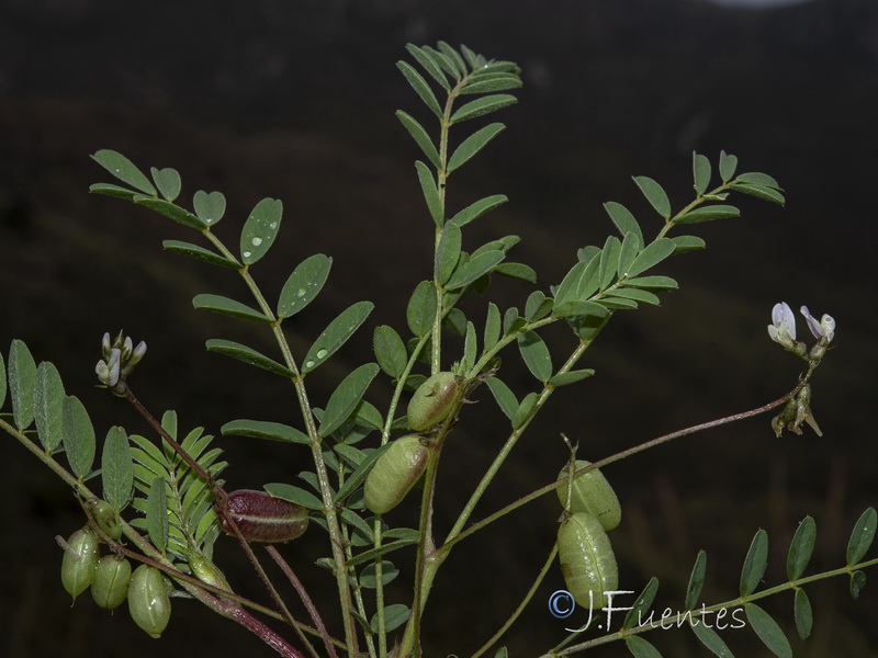 Astragalus edulis21