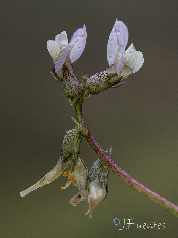 Astragalus edulis22