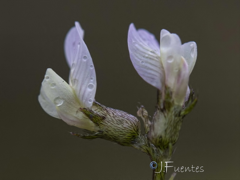 Astragalus edulis23