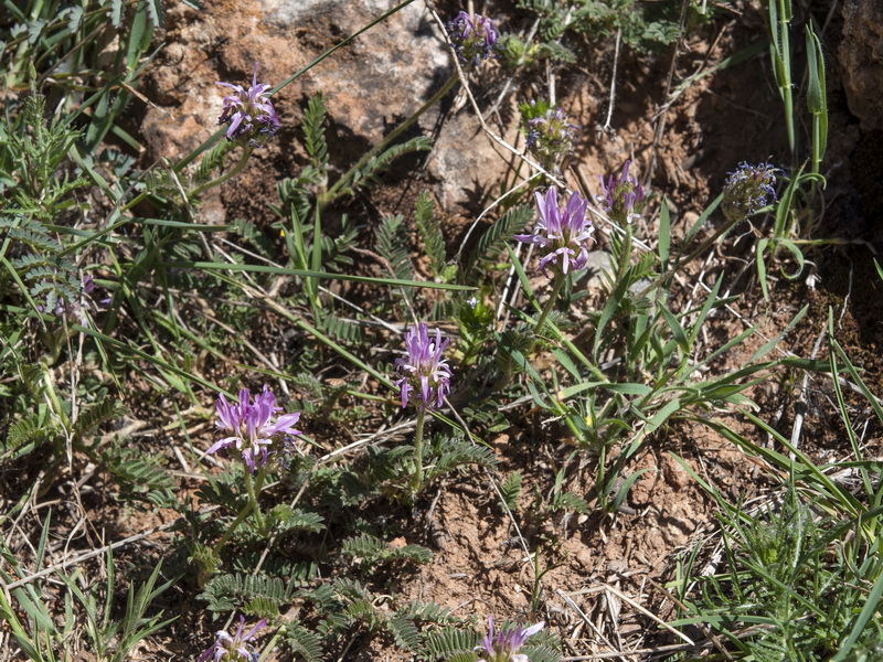 Astragalus glaux.01