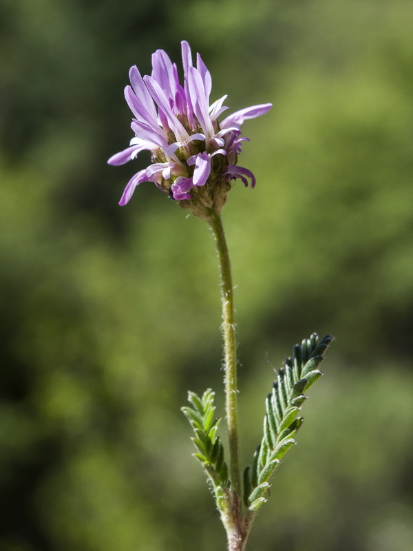 Astragalus glaux.03