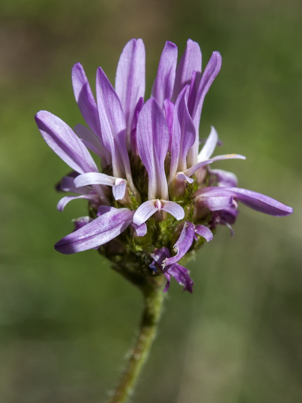 Astragalus glaux.04