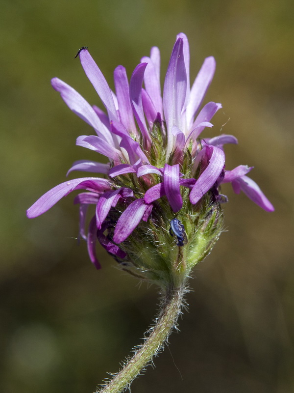 Astragalus glaux.05