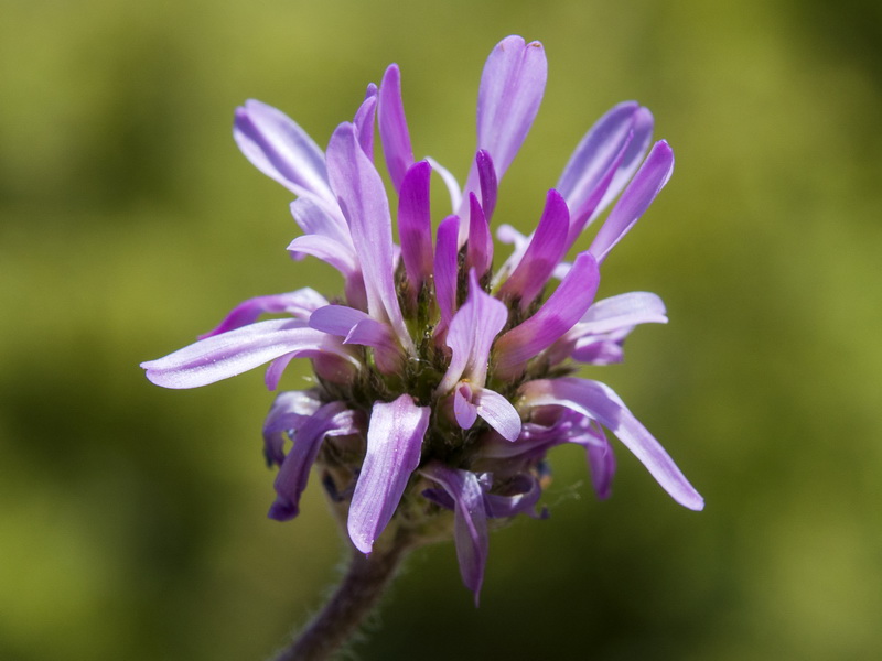 Astragalus glaux.06