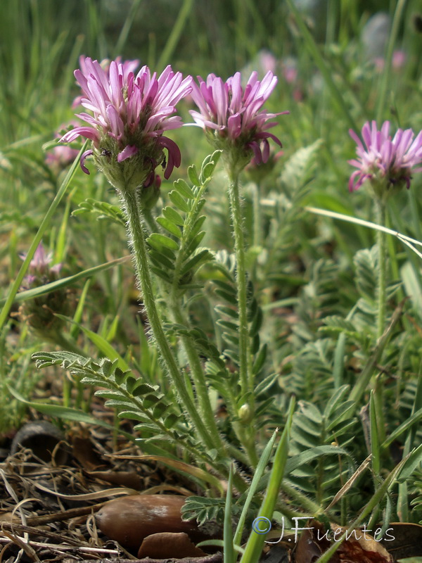 Astragalus glaux.09