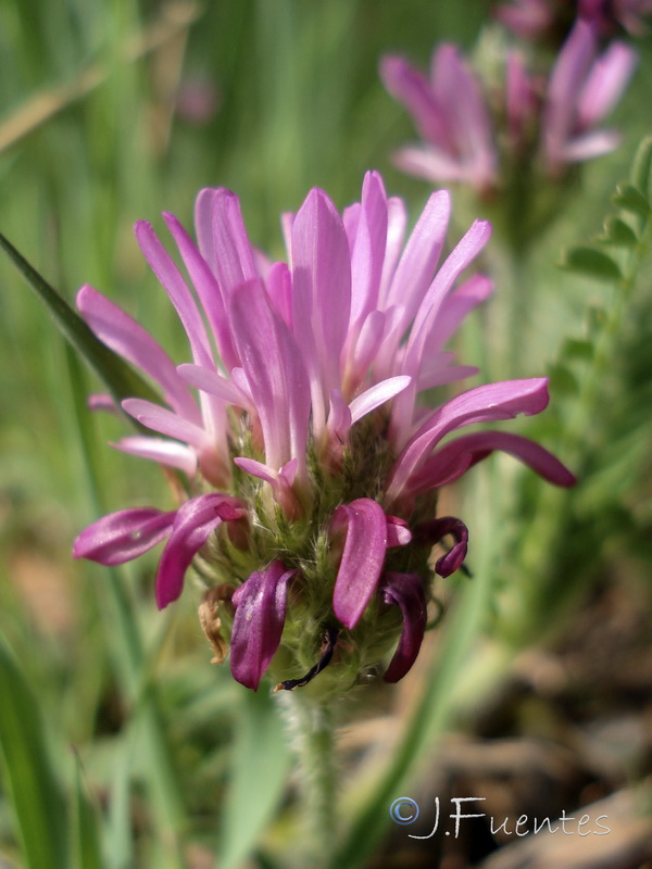 Astragalus glaux.10