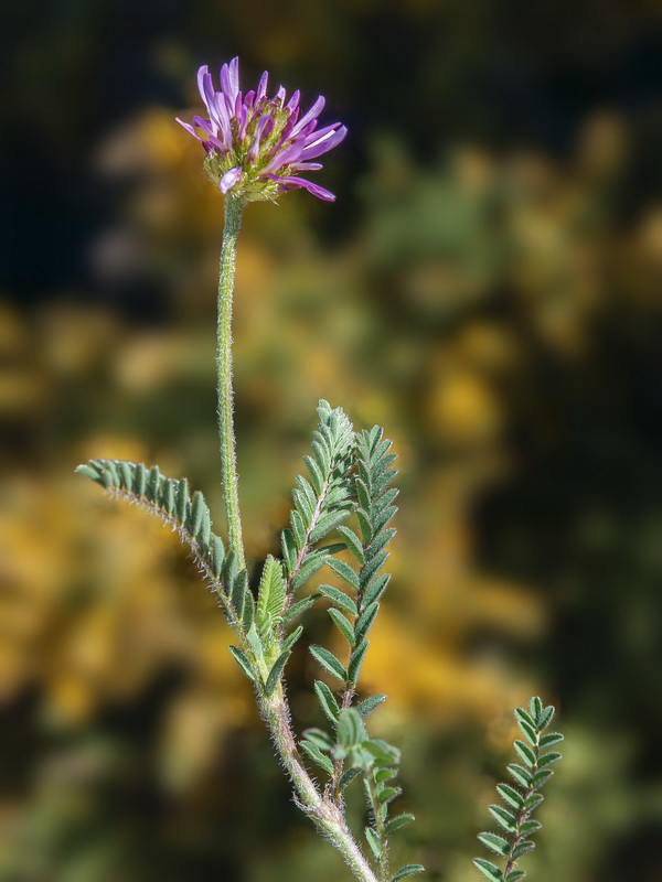 Astragalus glaux.12