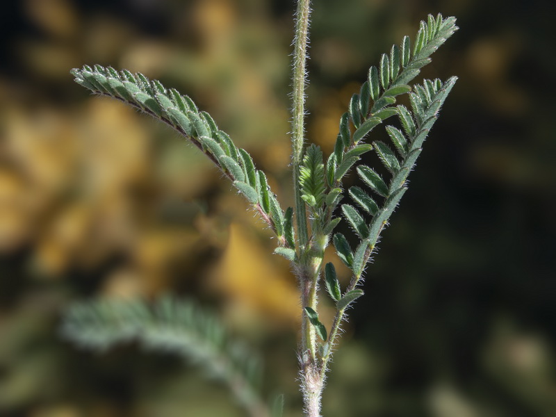 Astragalus glaux.02