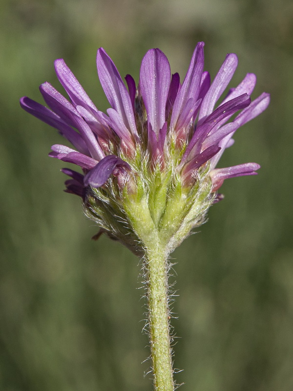 Astragalus glaux.16