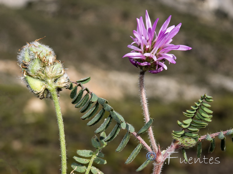 Astragalus glaux.08