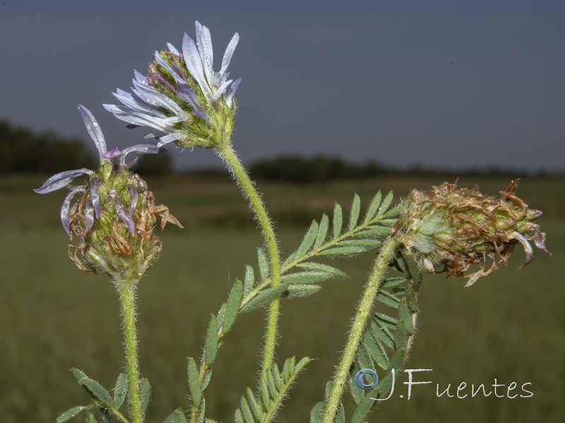 Astragalus glaux.18