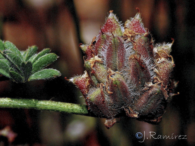 Astragalus glaux.19