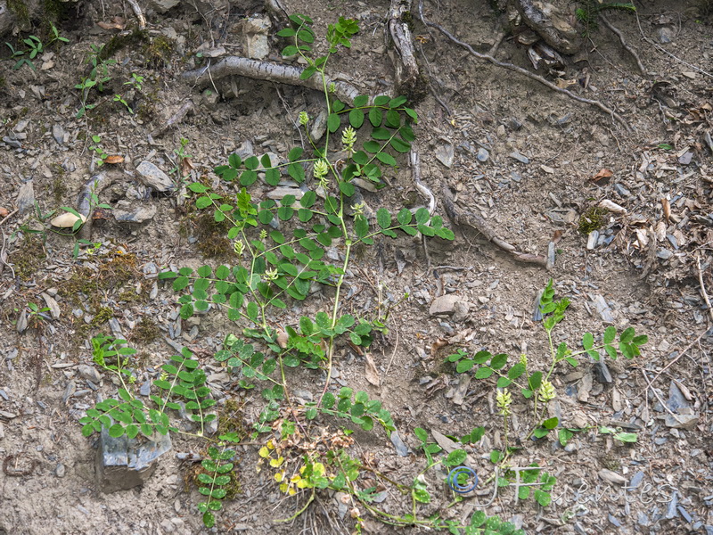 Astragalus glycyphyllos.01