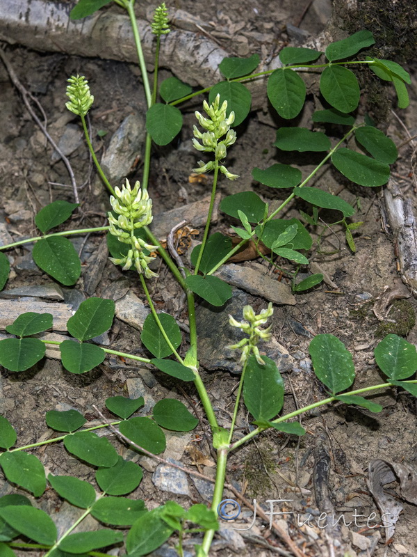 Astragalus glycyphyllos.02