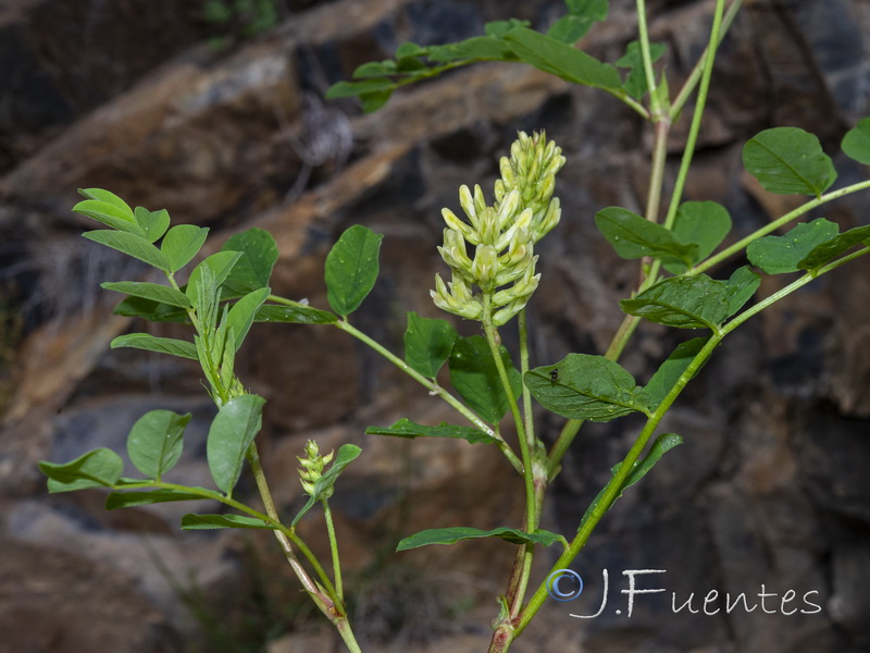 Astragalus glycyphyllos.04