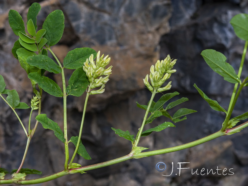 Astragalus glycyphyllos.05