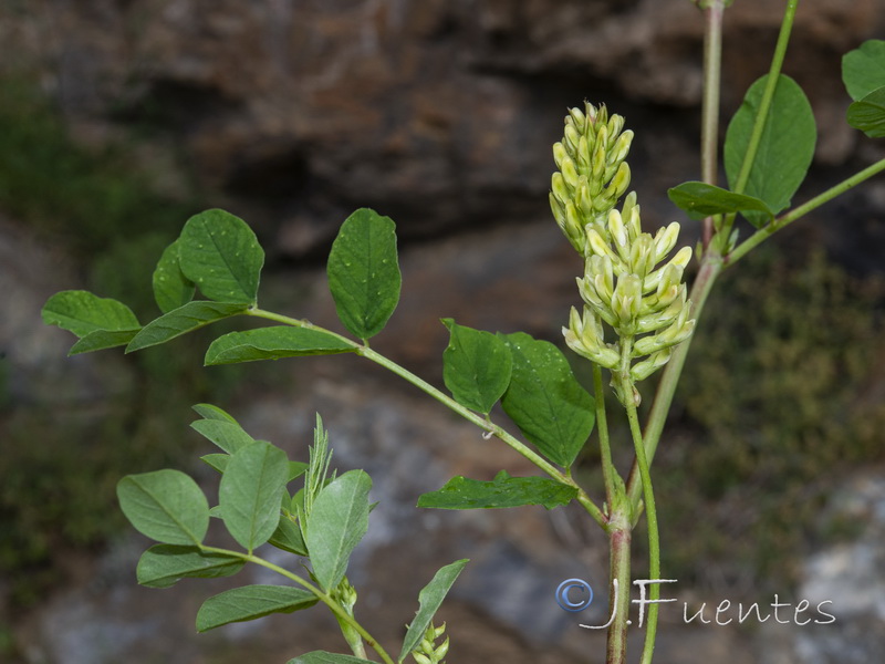 Astragalus glycyphyllos.07