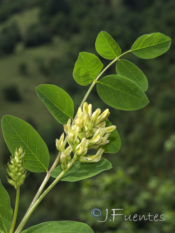 Astragalus glycyphyllos.08