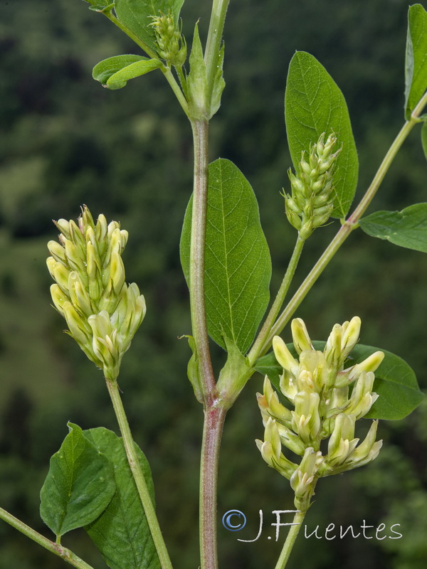 Astragalus glycyphyllos.09