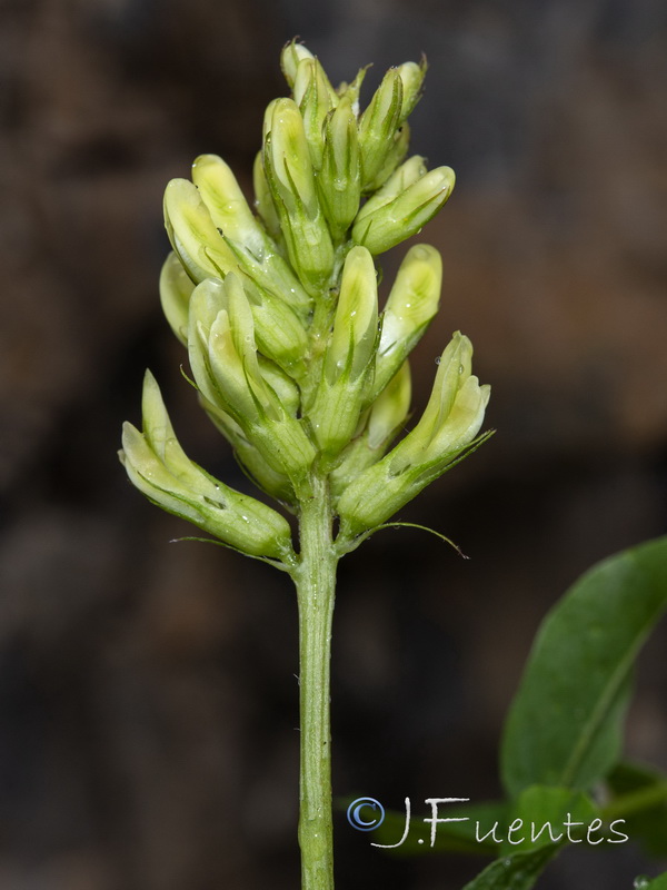 Astragalus glycyphyllos.10