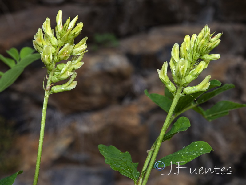 Astragalus glycyphyllos.11