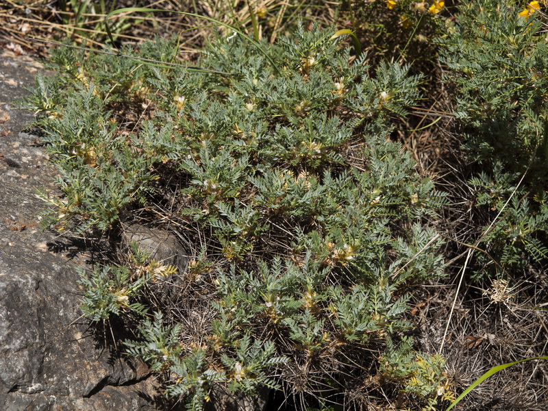 Astragalus granatensis.02