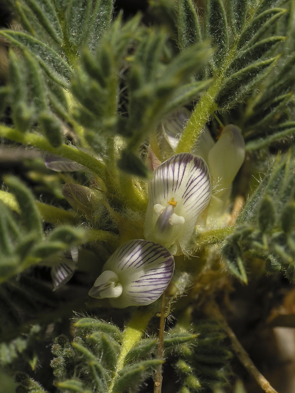 Astragalus granatensis.05
