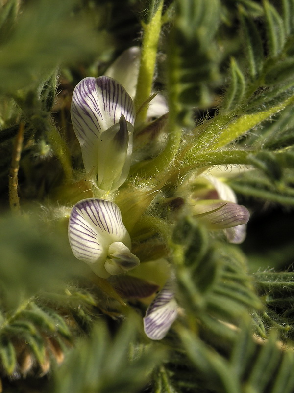 Astragalus granatensis.06