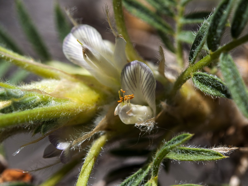 Astragalus granatensis.10