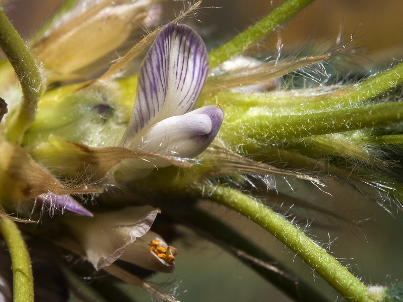 Astragalus granatensis.13