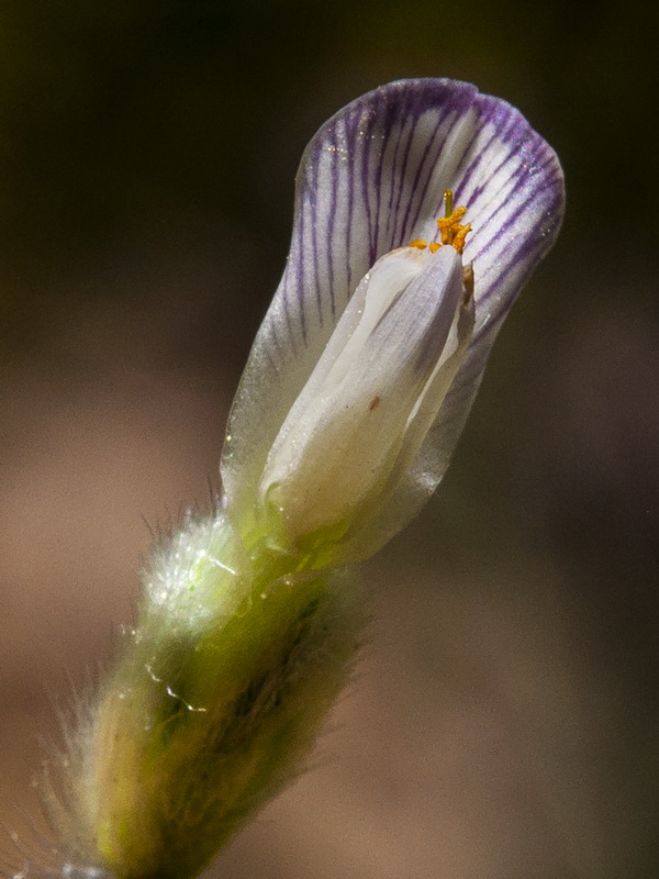 Astragalus granatensis.14