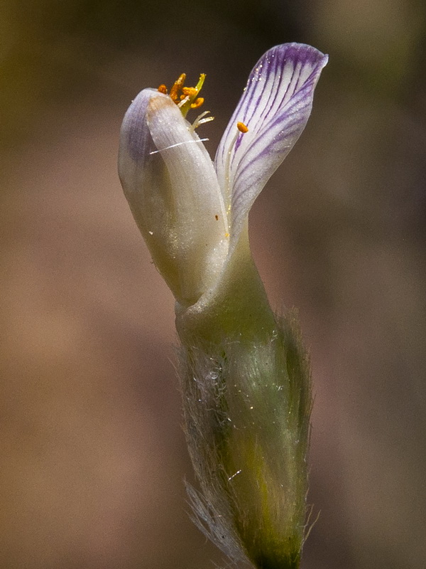 Astragalus granatensis.15