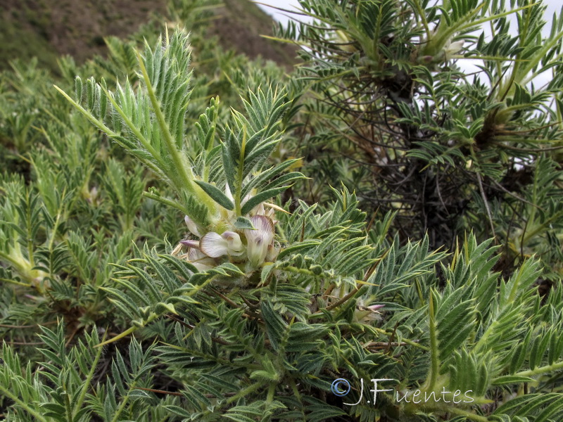 Astragalus granatensis.20