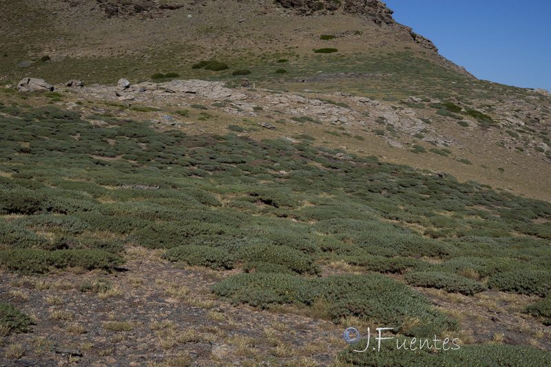 Astragalus granatensis.01