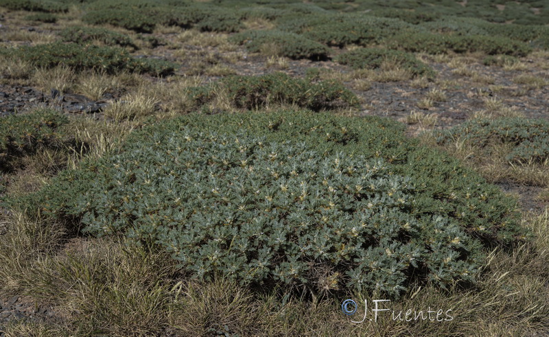 Astragalus granatensis.25