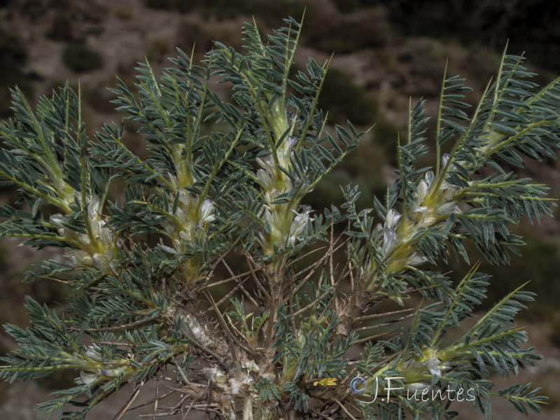 Astragalus granatensis.19