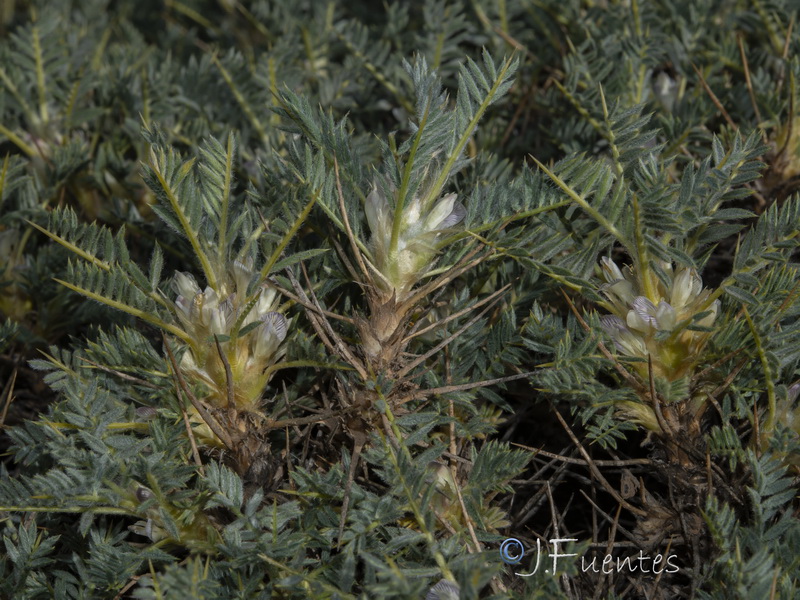 Astragalus granatensis.20