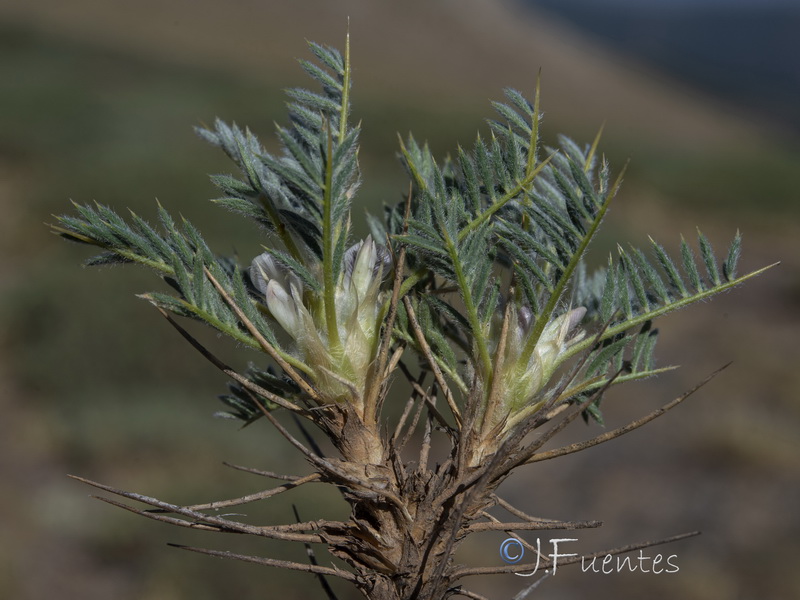 Astragalus granatensis.28