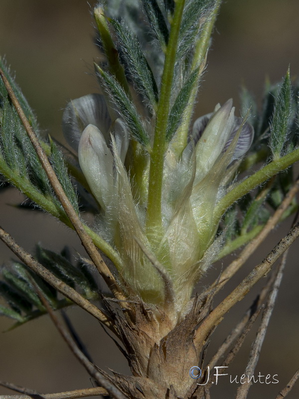 Astragalus granatensis.09