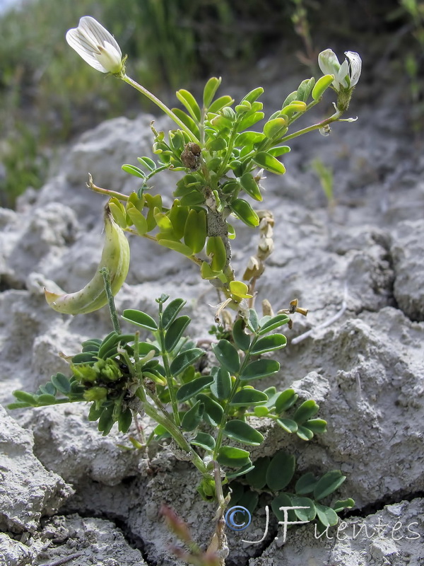 Astragalus guttatus.02