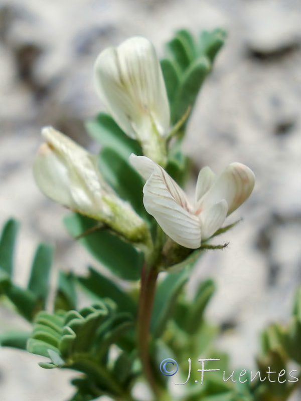 Astragalus guttatus.09