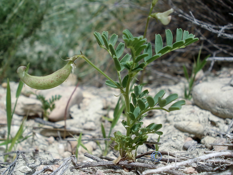 Astragalus guttatus.10