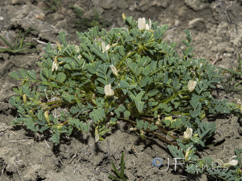 Astragalus guttatus.17